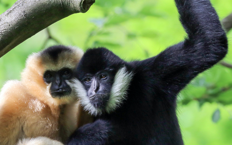 Northern White Cheeked Gibbons Rockhampton Zoo