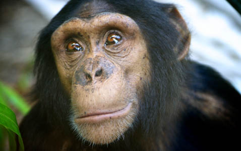 Chimpanzees Rockhampton Zoo