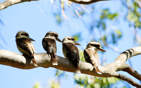 Conservation Rockhampton Zoo