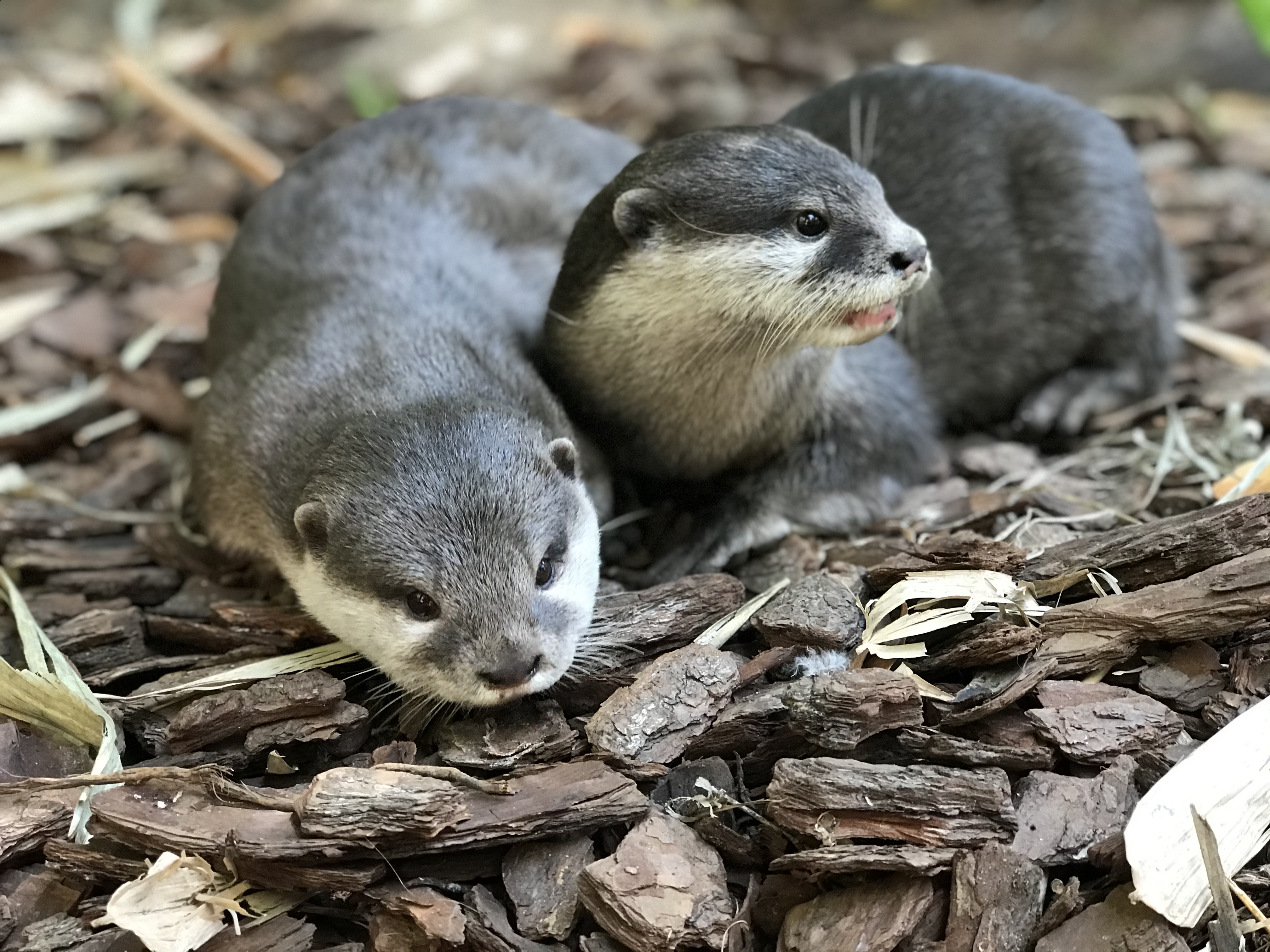 Otter Encounter Rockhampton Zoo